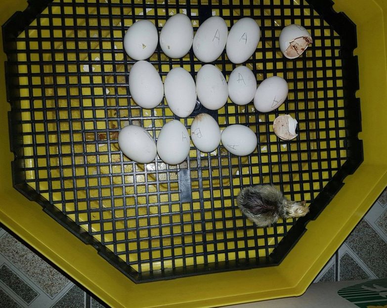 17015418_1845572479014727_1524798866_o - MATERNITATE