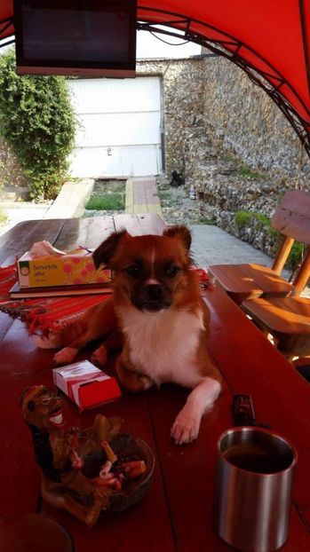 mai am o tigara...si vin - CONTACT