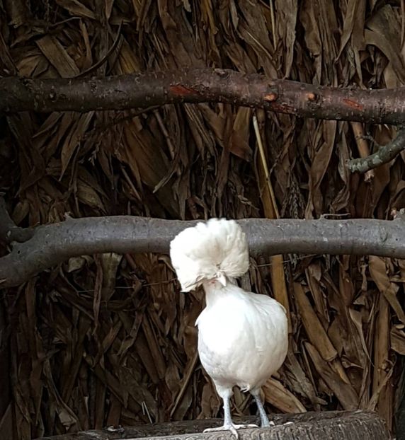 gaina motata olandeza - GAINI