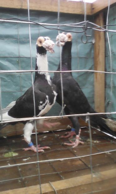 Matca 2017 - Carieri