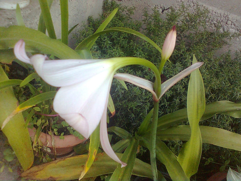  - Crinum powellii -2016