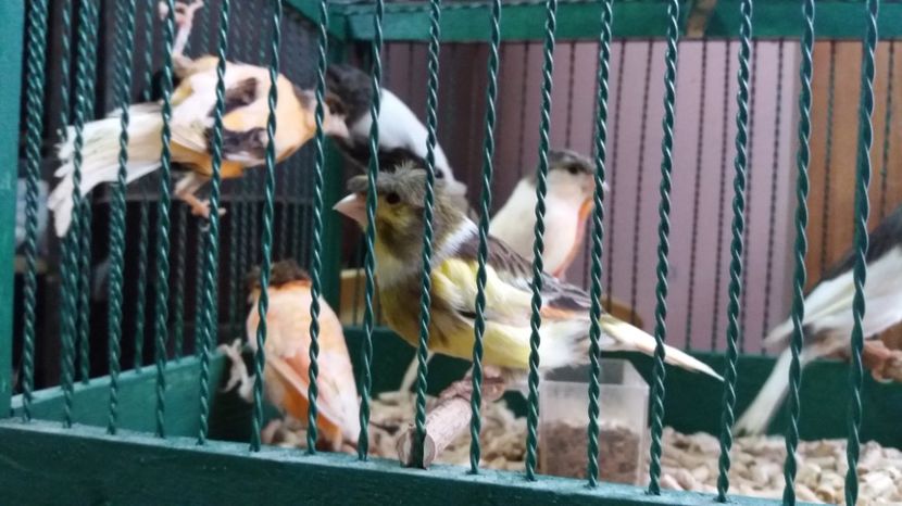  - Matca canari