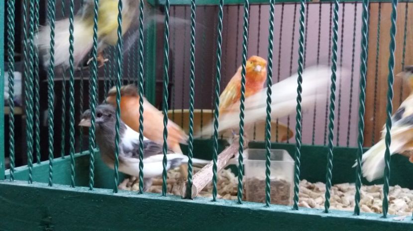  - Matca canari