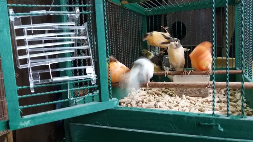  - Matca canari