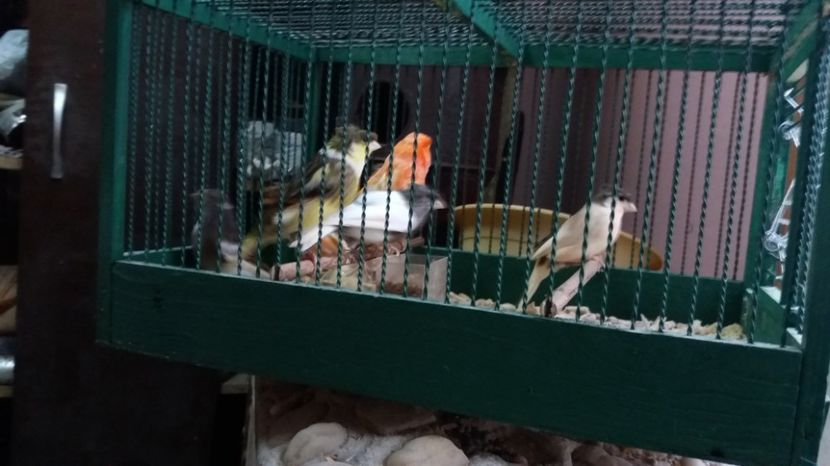  - Matca canari