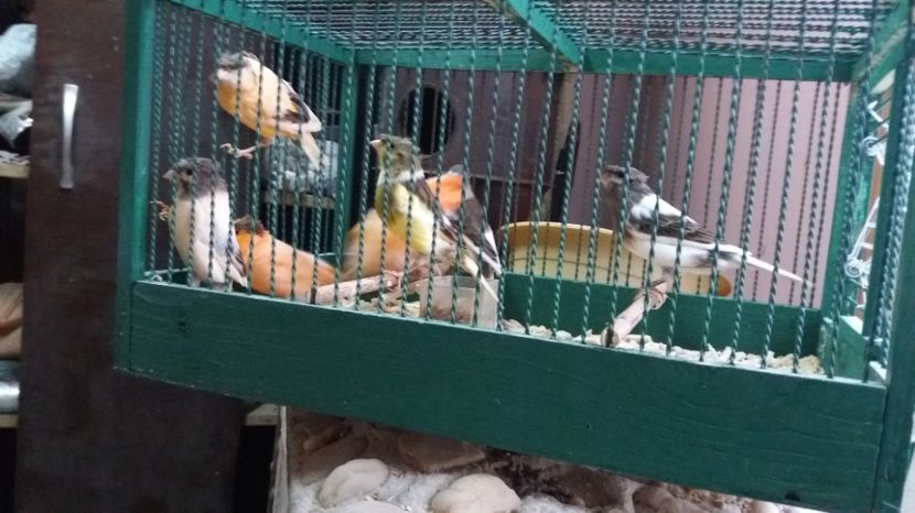  - Matca canari