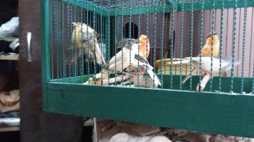  - Matca canari