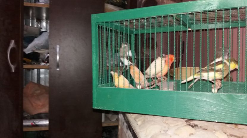  - Matca canari