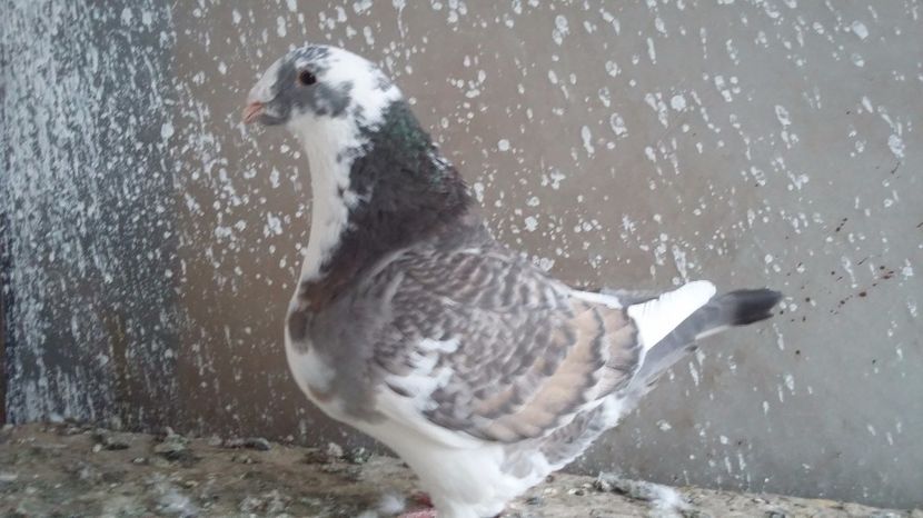 F 2015 Fanel Buzau - AMERICAN MATCA   2017