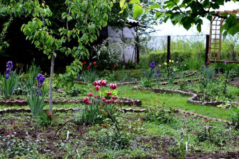 Aprilie 2016 - Z_FAVORITELE gradinii mele