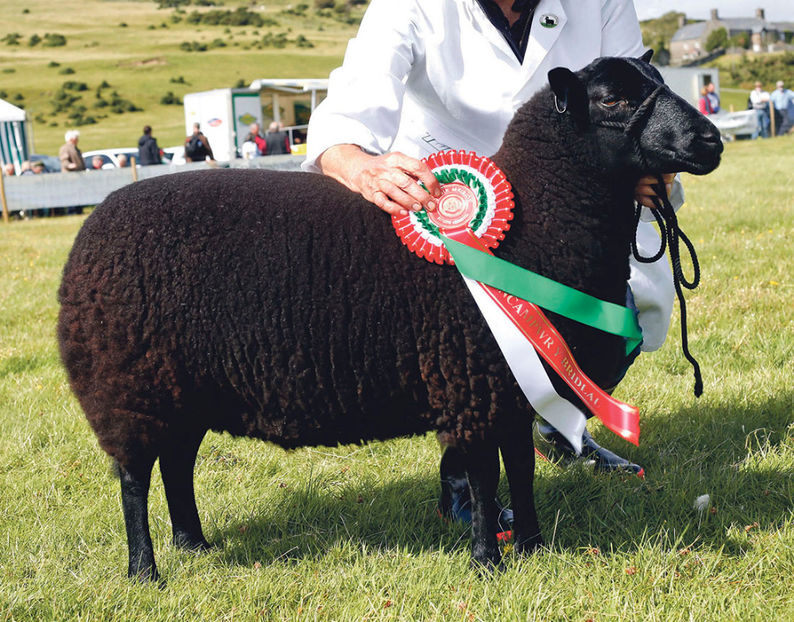 Castigatoarea Welsh Black cu premiu - Rase de oi si capre poze deosebite 13