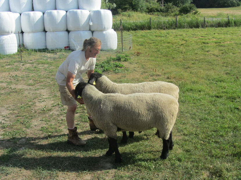 Doi berbeci Suffolk mari-4 - Rase de oi si capre poze deosebite 13