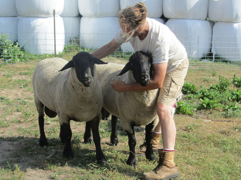 Dolofanii Sufflok-345 - Rase de oi si capre poze deosebite 13