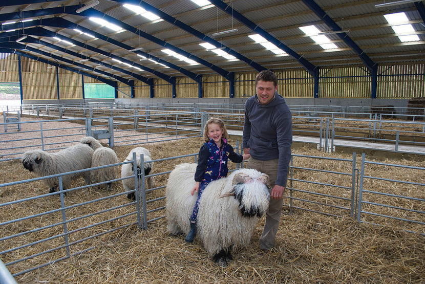 Fetita calare pe berbec - Rase de oi si capre poze deosebite 13