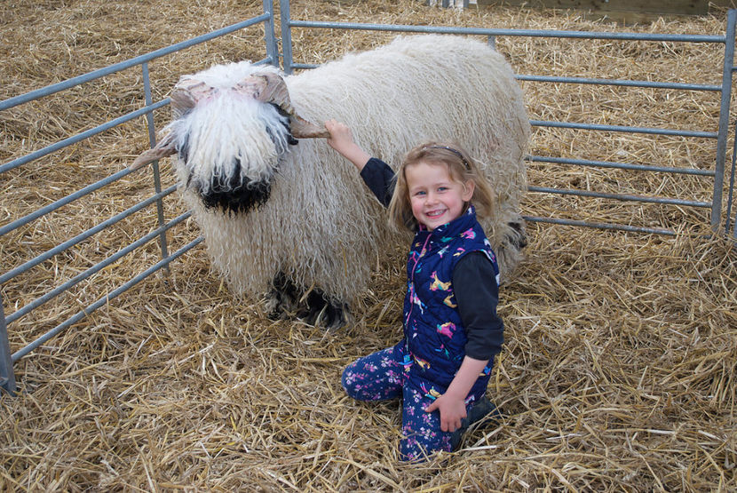 Fetita cu Bot-Negru frumos de tot - Rase de oi si capre poze deosebite 13