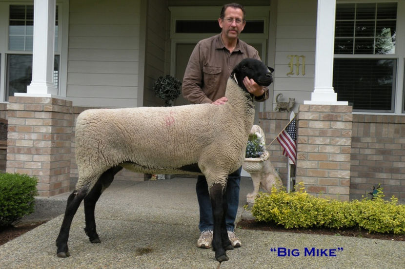 Inalta si frumoasa - Rase de oi si capre poze deosebite 13