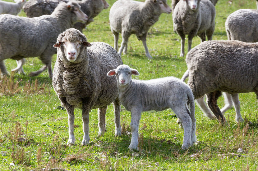 Oile cu miei - Rase de oi si capre poze deosebite 13