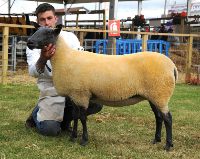 Rasa Bleu du Maine la Expo - Rase de oi si capre poze deosebite 13