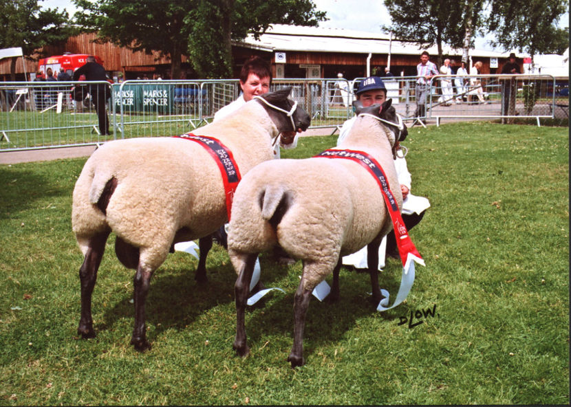 Rasa Bleu du Maine-56y - Rase de oi si capre poze deosebite 13