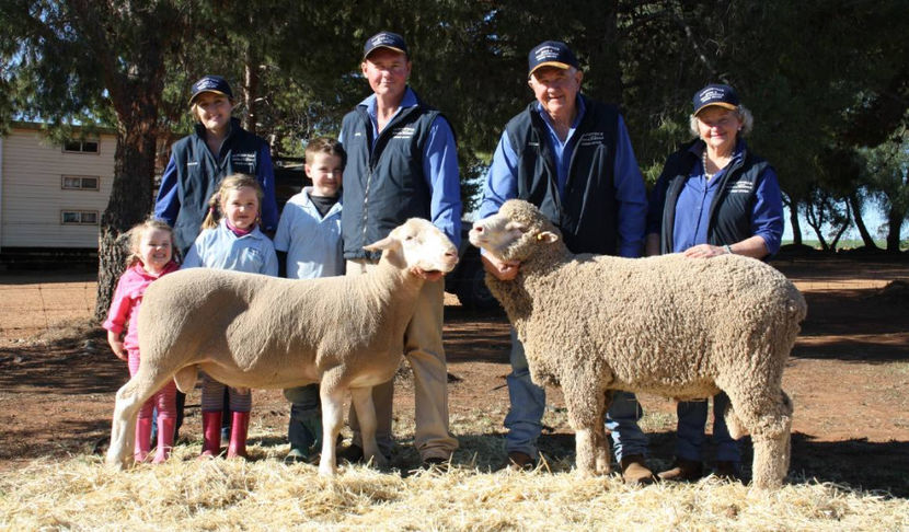 Rase de carne-6900 - Rase de oi si capre poze deosebite 13