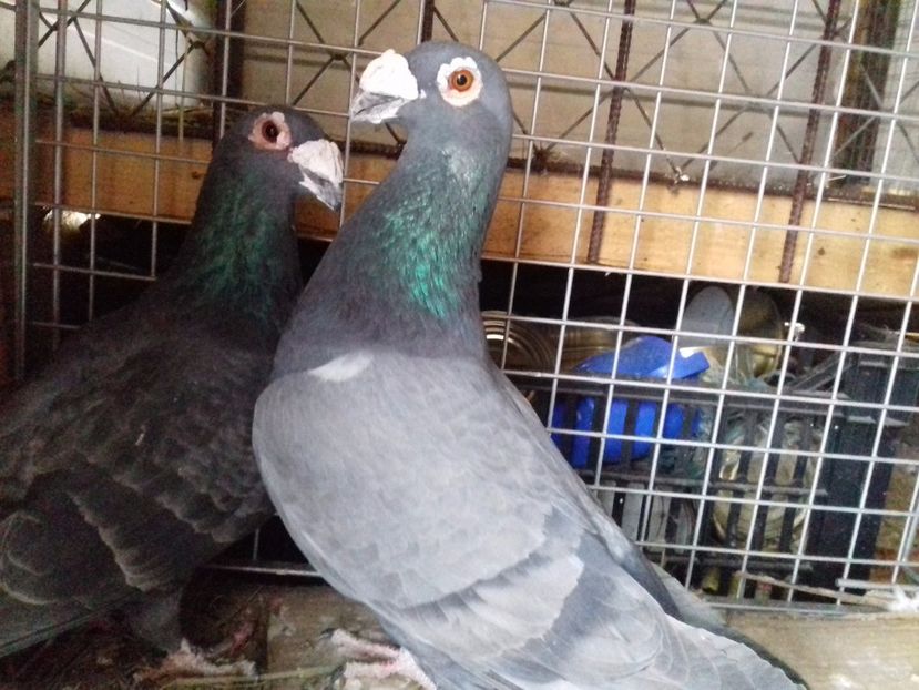 Per.1-H. - VOIAJORI STIL VECHI SI ORNAMENT- PERECHI MATCA 2017-2018