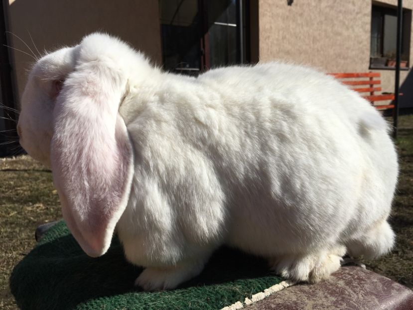 Femela albă netatuata vanduta - X Iepuri ce i-am avut