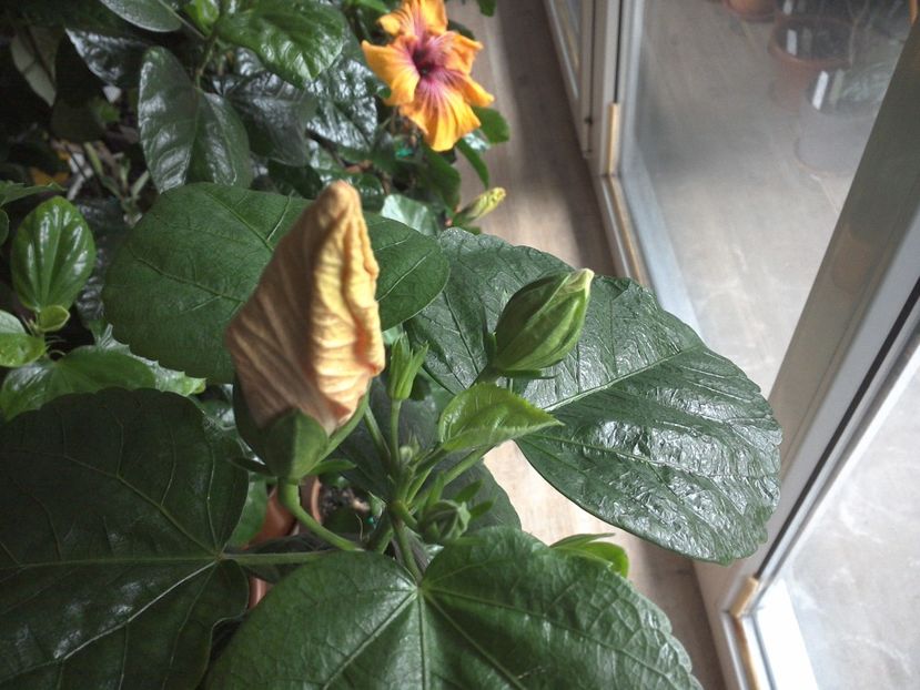 WIN_20170225_154953 - Jolanda Gommer