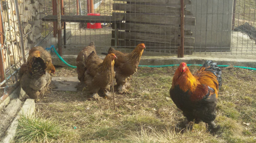  - Brahma potrarnichiu 2017