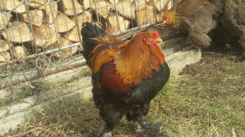  - Brahma potrarnichiu 2017