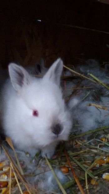  - Femele Californian 2017