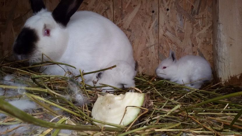  - Femele Californian 2017