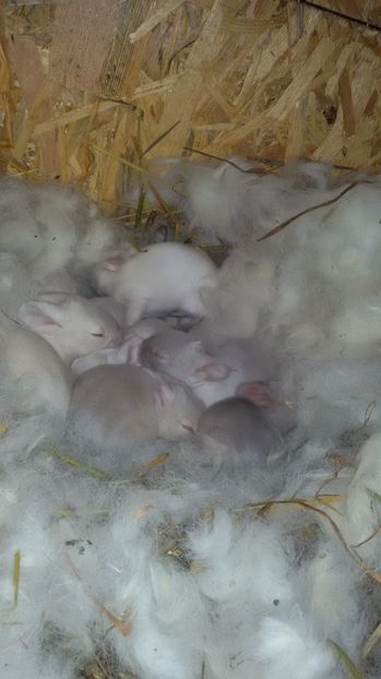  - Femele Californian 2017