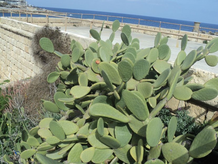  - 18-02-2017 HOTEL GOLDEN TULIP VIVALDI DIN PACEVILLE SI VIZITA LA MDINA