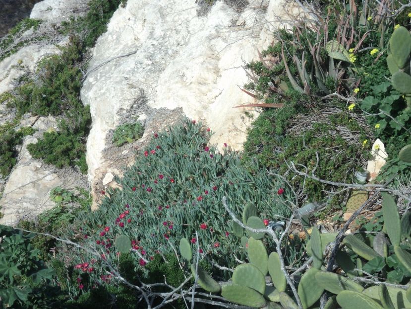  - 18-02-2017 HOTEL GOLDEN TULIP VIVALDI DIN PACEVILLE SI VIZITA LA MDINA