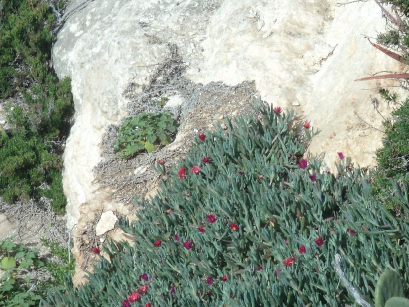  - 18-02-2017 HOTEL GOLDEN TULIP VIVALDI DIN PACEVILLE SI VIZITA LA MDINA