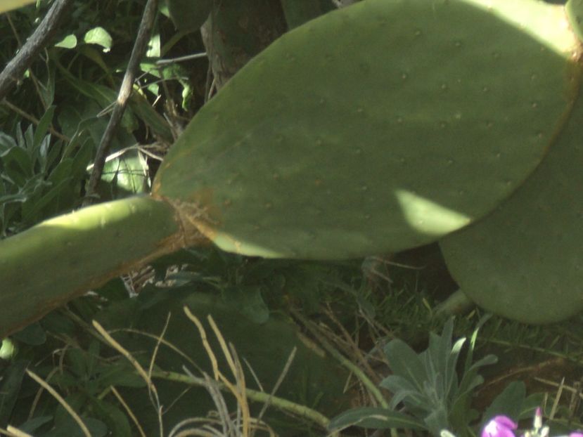  - 18-02-2017 HOTEL GOLDEN TULIP VIVALDI DIN PACEVILLE SI VIZITA LA MDINA