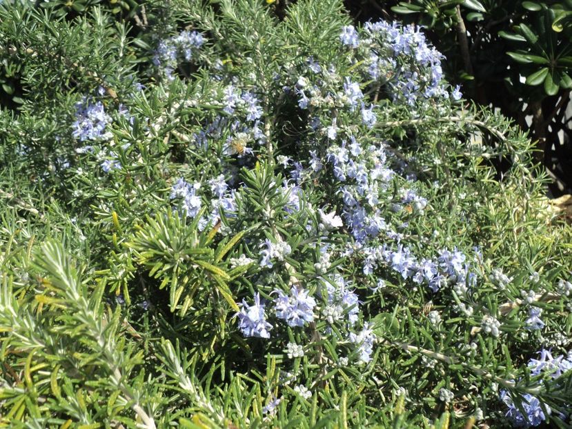  - 18-02-2017 HOTEL GOLDEN TULIP VIVALDI DIN PACEVILLE SI VIZITA LA MDINA