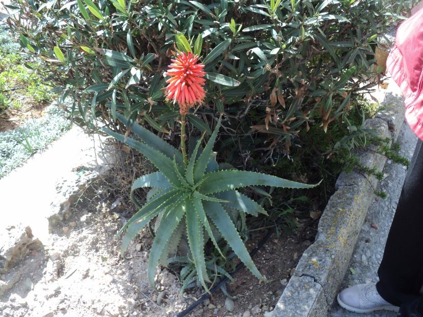  - 18-02-2017 HOTEL GOLDEN TULIP VIVALDI DIN PACEVILLE SI VIZITA LA MDINA