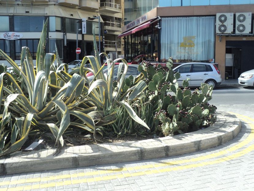  - 18-02-2017 HOTEL GOLDEN TULIP VIVALDI DIN PACEVILLE SI VIZITA LA MDINA