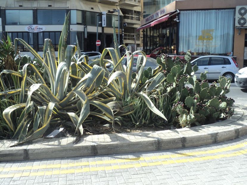  - 18-02-2017 HOTEL GOLDEN TULIP VIVALDI DIN PACEVILLE SI VIZITA LA MDINA