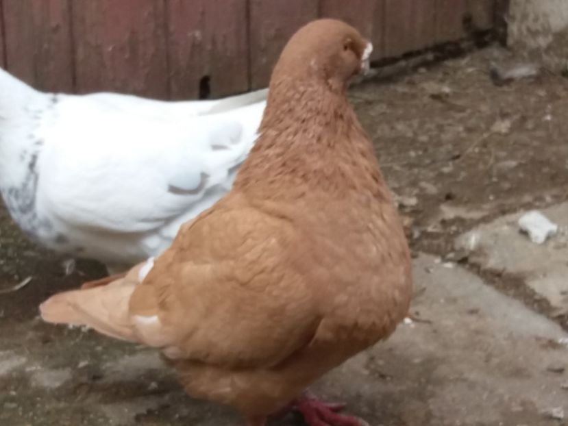 M-2016 - 2-AMERICAN GIANT HOMER