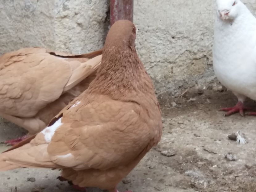 M-2016 - 2-AMERICAN GIANT HOMER