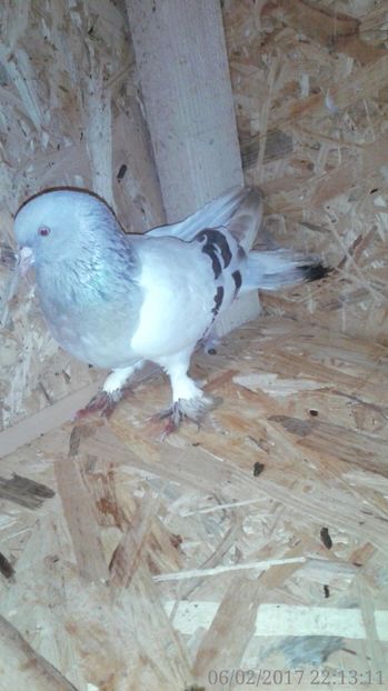 M1 - Arhiva poze cu porumbei