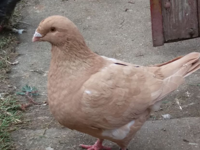 F-2016 - 2-AMERICAN GIANT HOMER