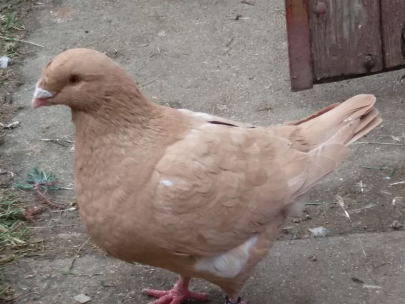 F-2016 - 2-AMERICAN GIANT HOMER