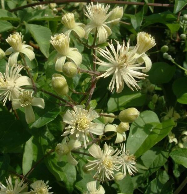Clematis Vitalba - ACASA-De vinzare-Flori-Arbusti-Seminte 2017