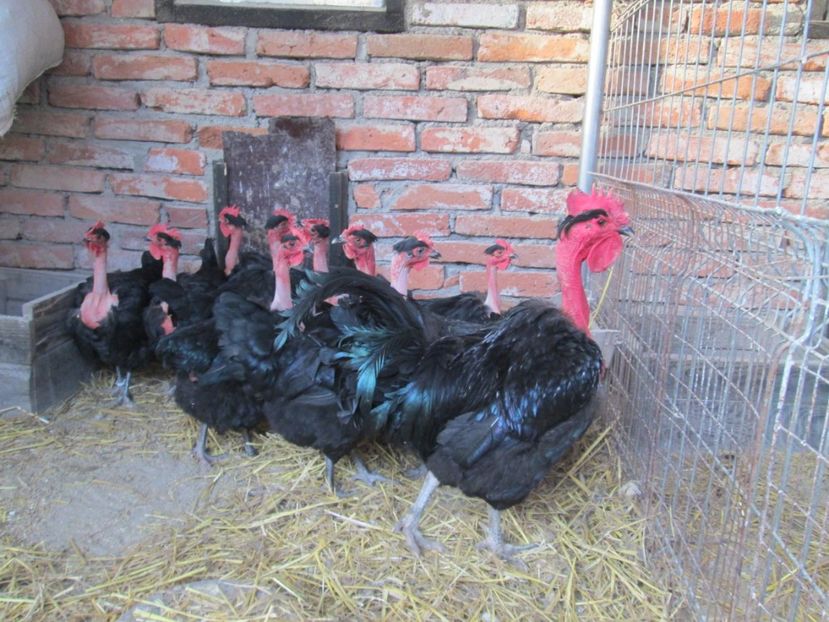  - GAT GOLAS DE TRANSILVANIA NEGRU 2017