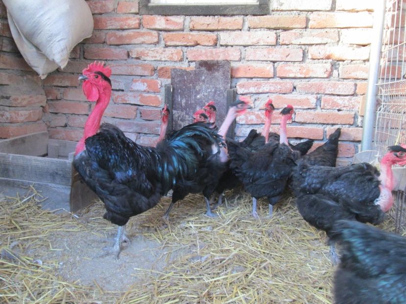  - GAT GOLAS DE TRANSILVANIA NEGRU 2017