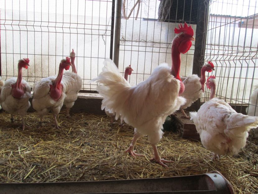  - GAT GOLAS DE TRANSILVANIA ALBE 2017