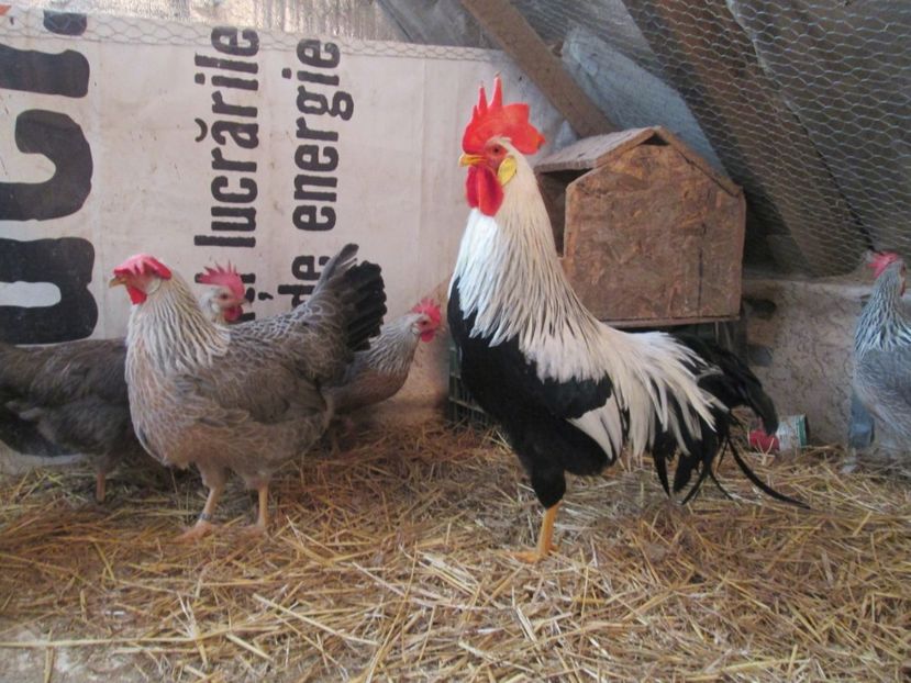  - ITALIENE ARGINTII 2017